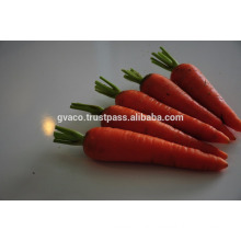 Exporter 2017 new fresh carrot from Vietnam